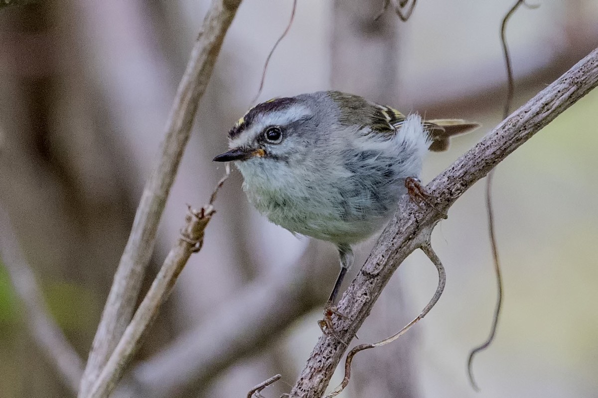 Golden-crowned Kinglet - ML582398911