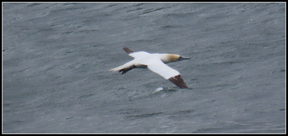 Northern Gannet - ML582399111