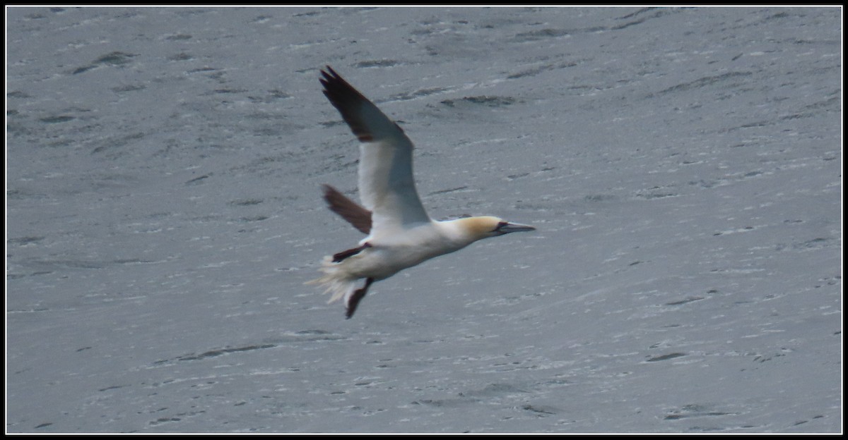 Northern Gannet - ML582399121