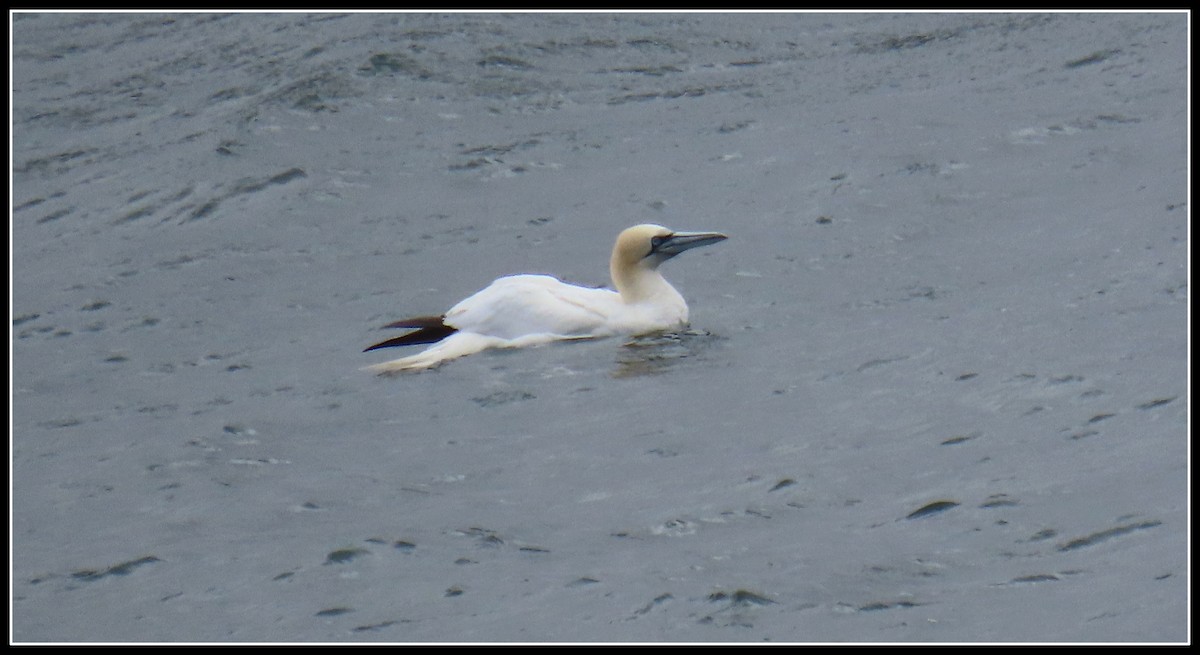 Northern Gannet - ML582399131