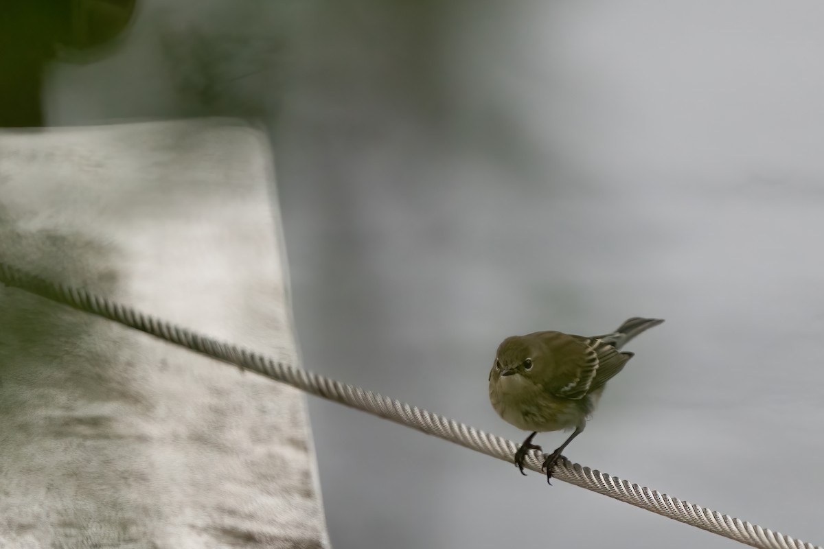 Yellow-rumped Warbler - ML582399151