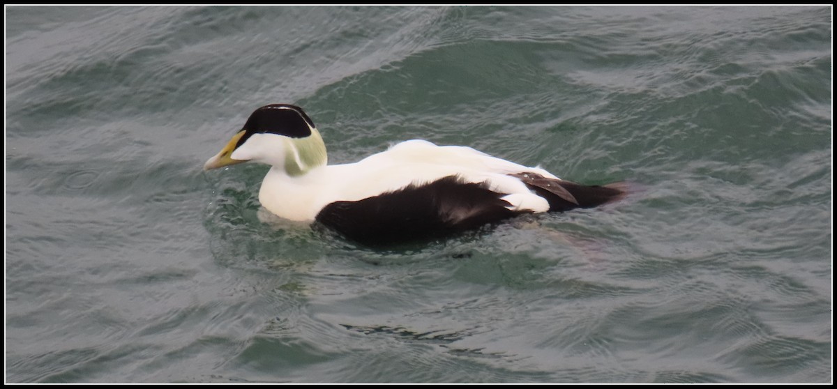 Common Eider - ML582399381