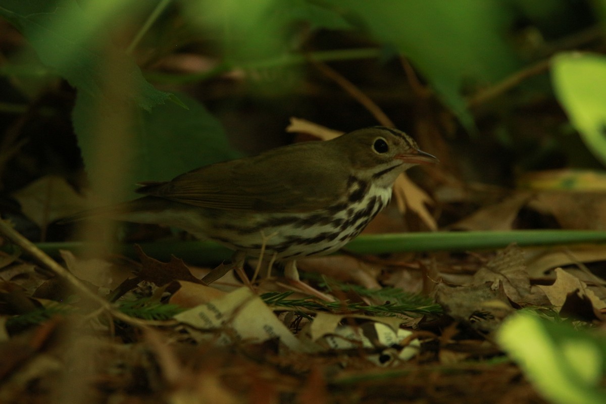 Ovenbird - ML582399391