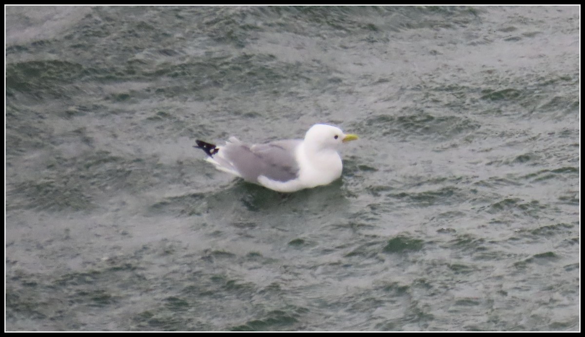 Гурван хуруут цахлай - ML582399481