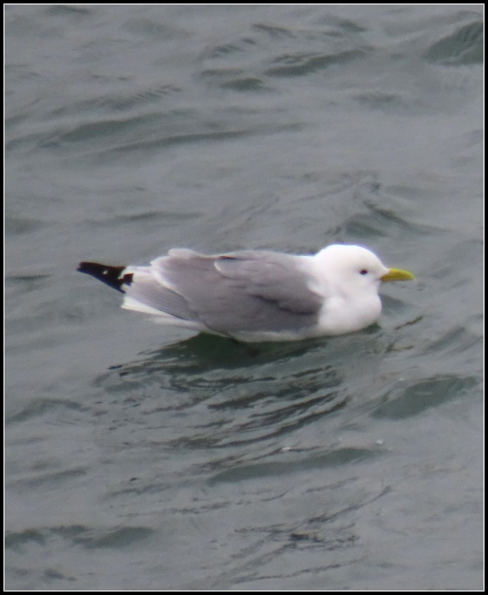 Гурван хуруут цахлай - ML582399491