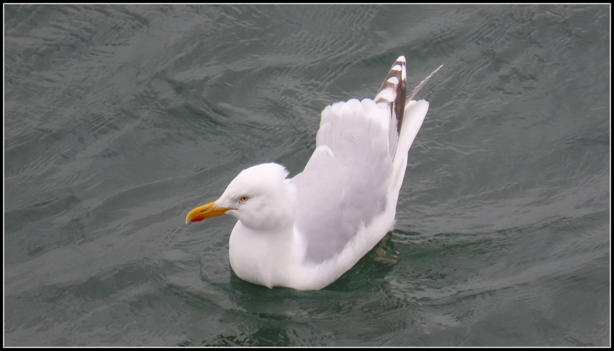 Мөнгөлөг цахлай - ML582399531