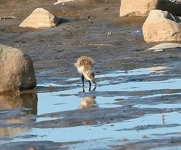 American Avocet - ML582399731