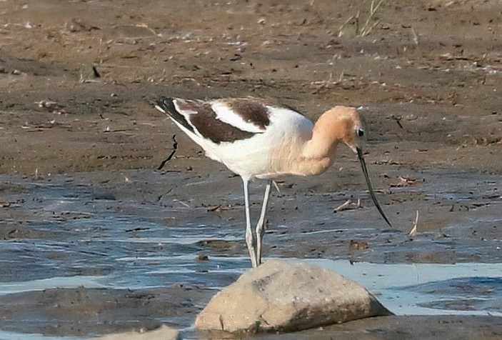 American Avocet - ML582399961