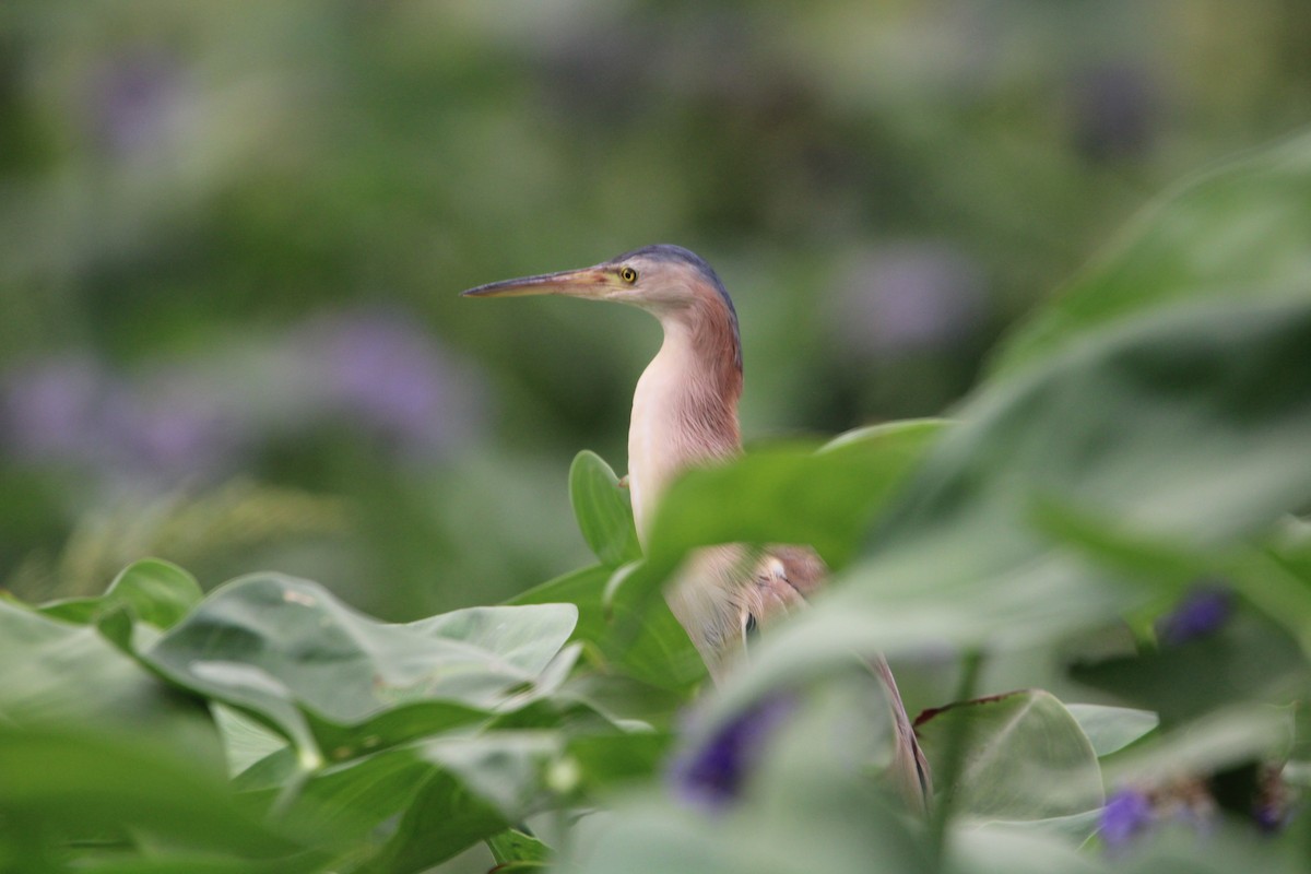 Yellow Bittern - ML582400531