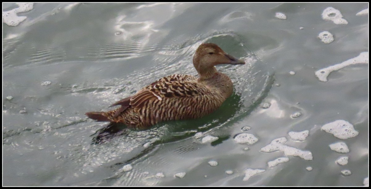 Common Eider - ML582400621