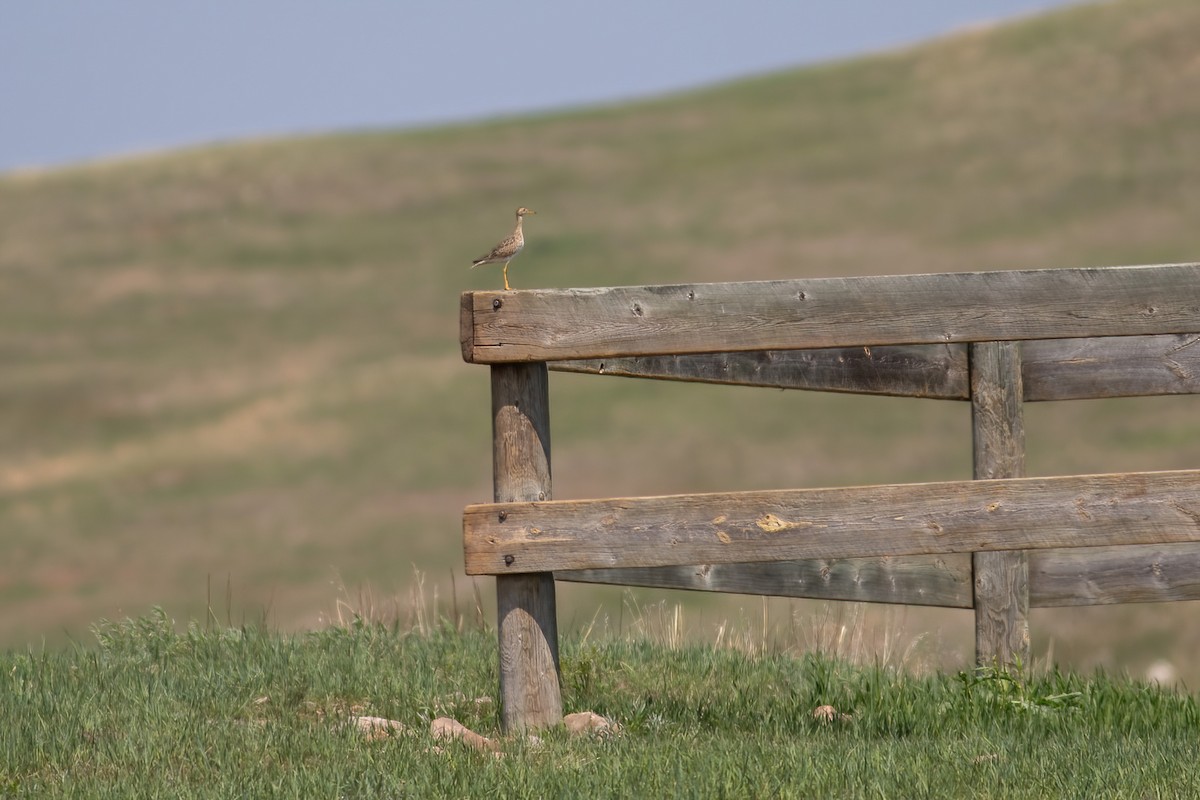 Upland Sandpiper - ML582400811