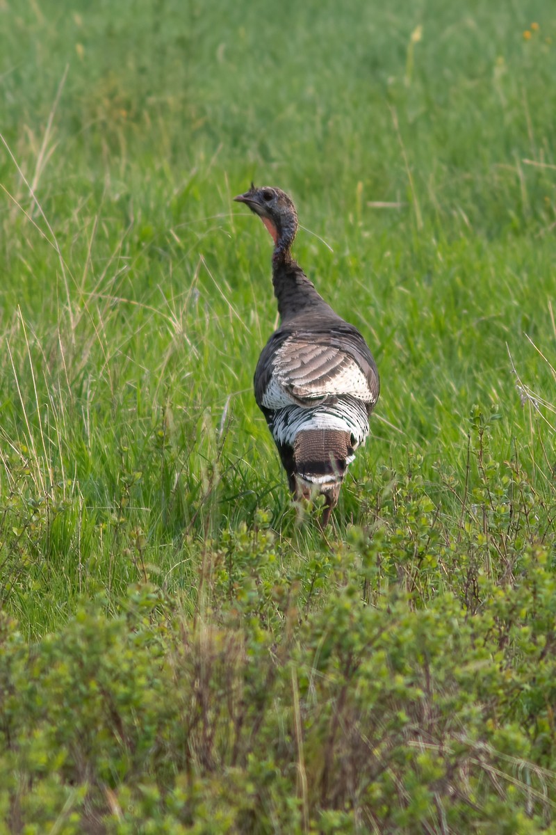 Wild Turkey - ML582401011