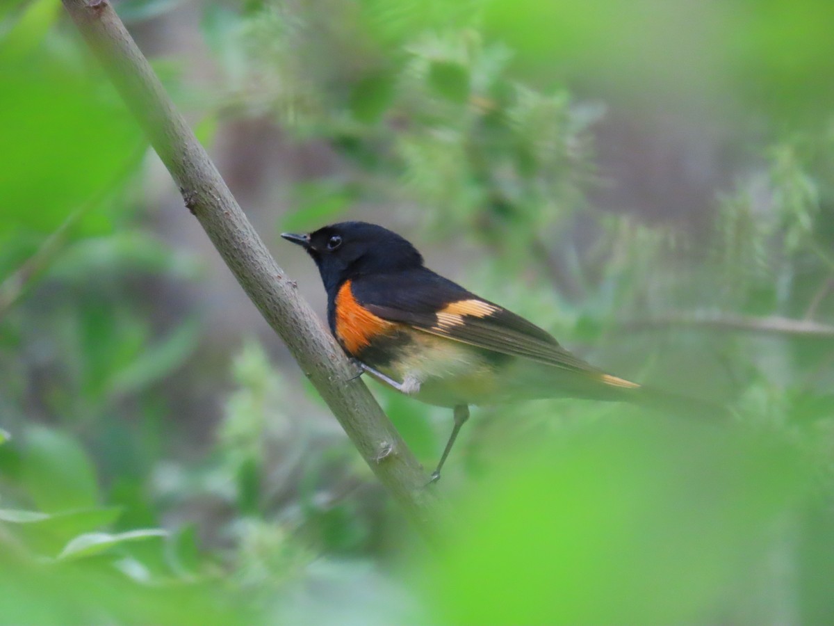 American Redstart - Eric Pratt