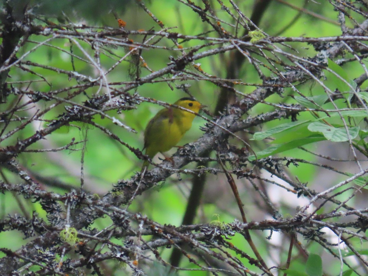 Wilson's Warbler - ML582401611