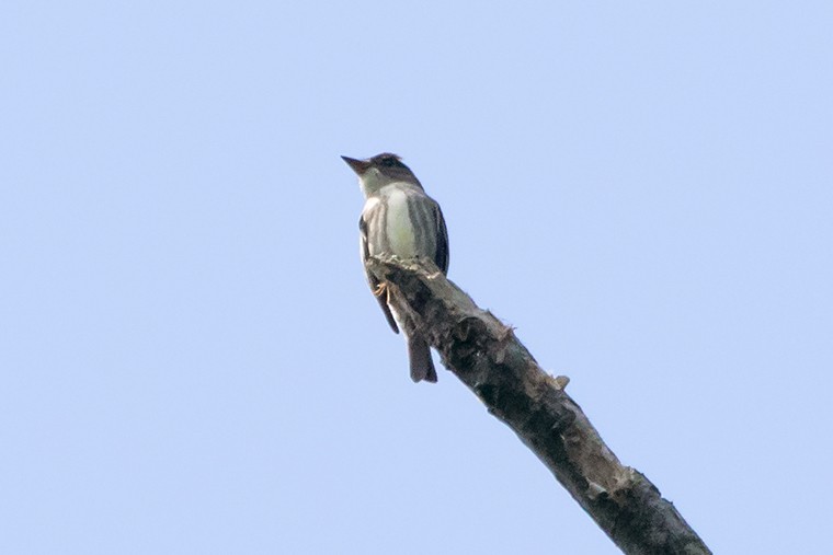 Olive-sided Flycatcher - ML58240191