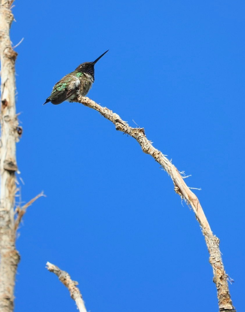 Black-chinned Hummingbird - ML582403061