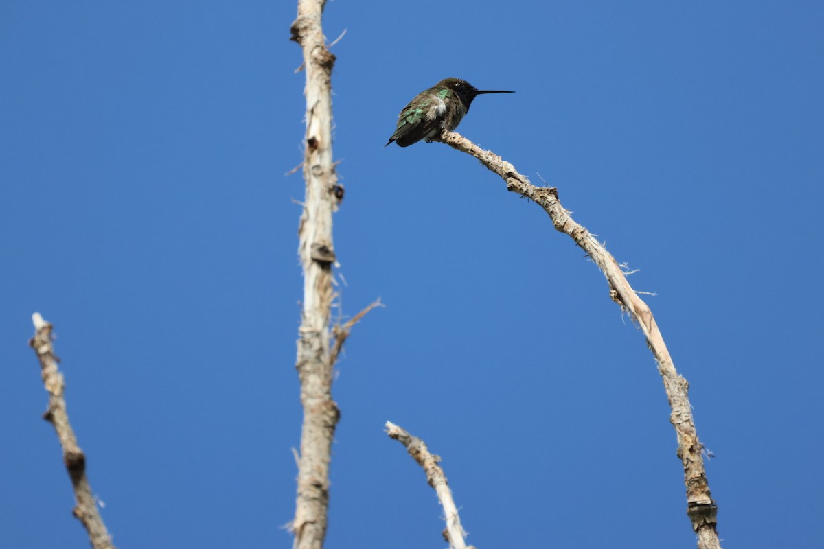 Black-chinned Hummingbird - ML582403091