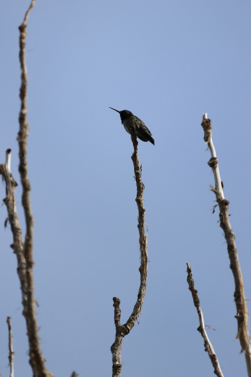 Black-chinned Hummingbird - ML582403151