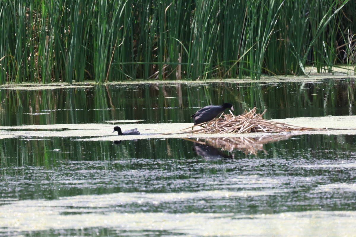 American Coot - ML582403221