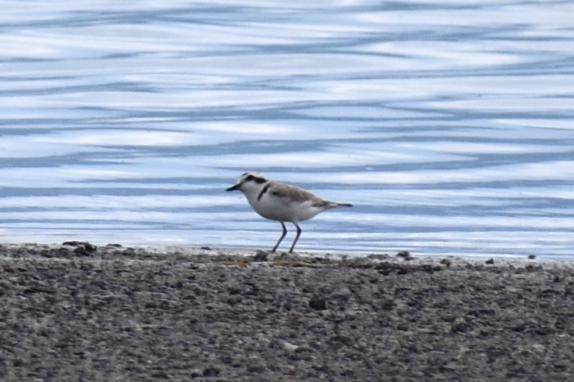 Snowy Plover - Gloria Beerman