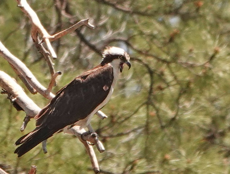 Águila Pescadora - ML582403611