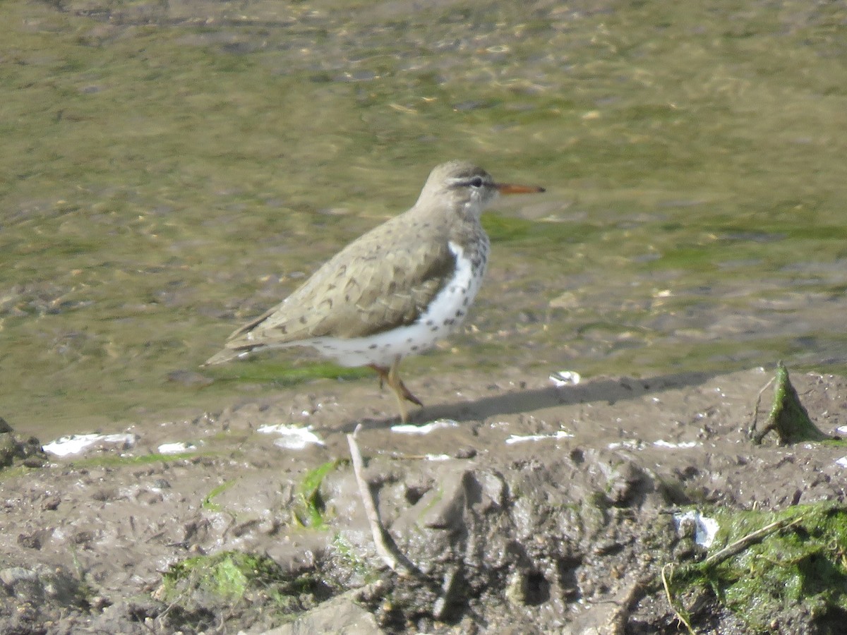 Spotted Sandpiper - ML582403801