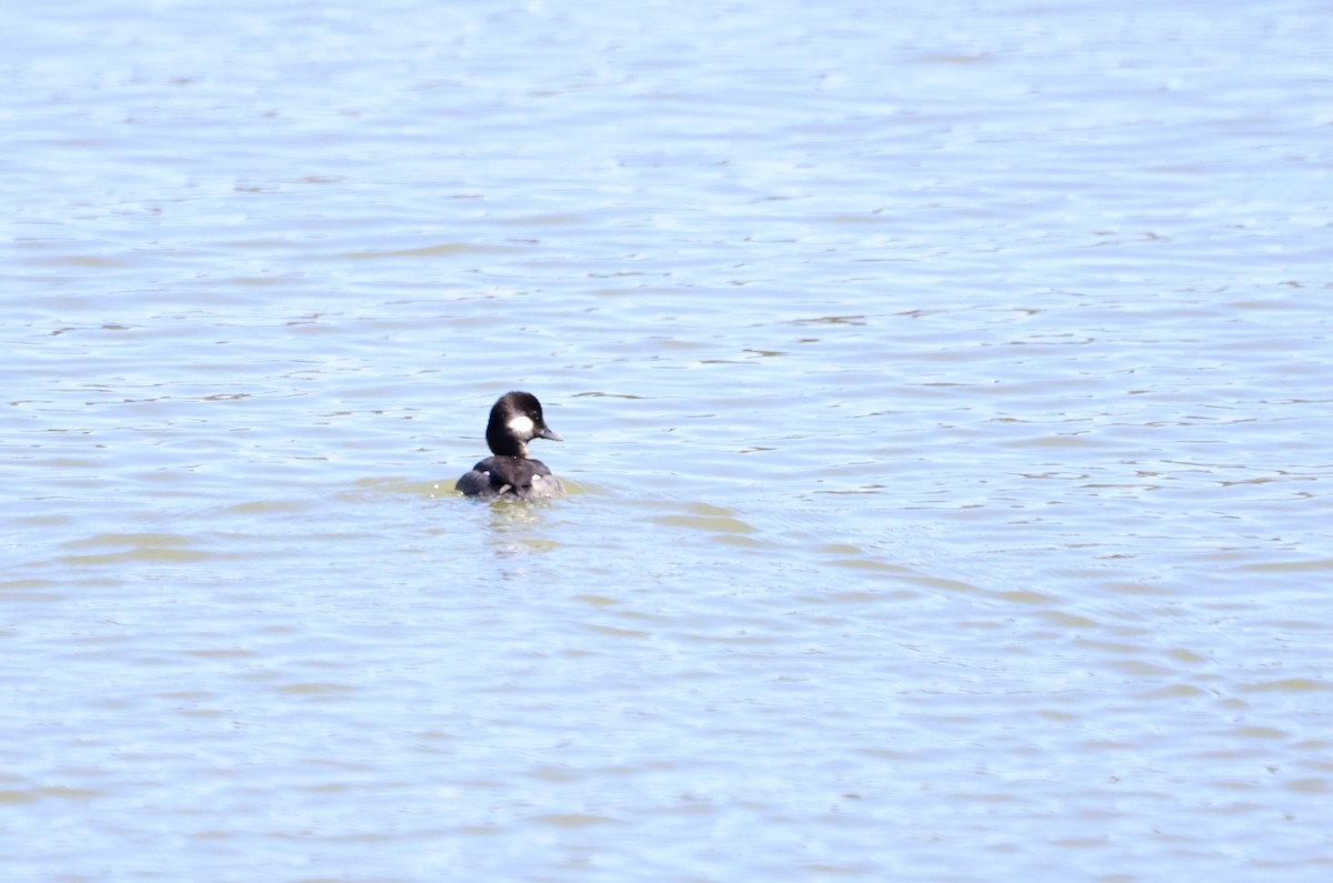 Bufflehead - ML582404051