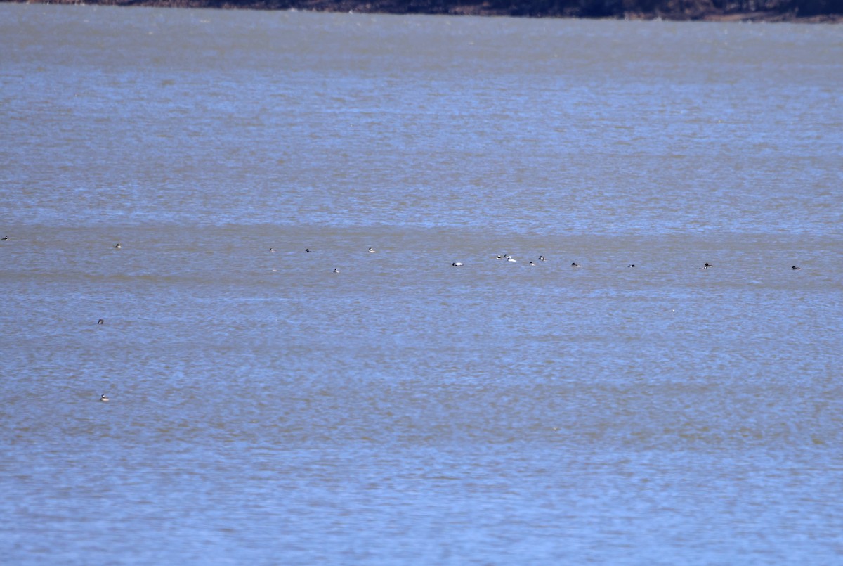 Bufflehead - ML582404061