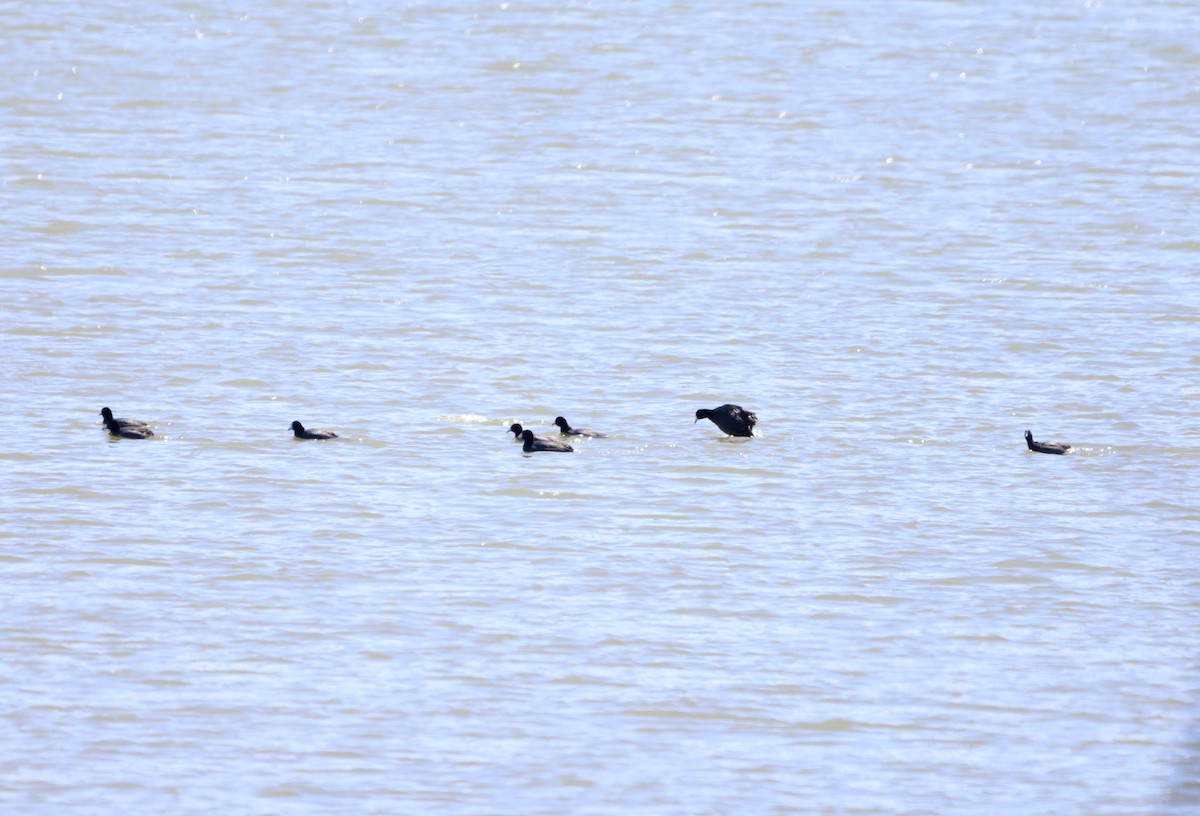 American Coot - ML582404251