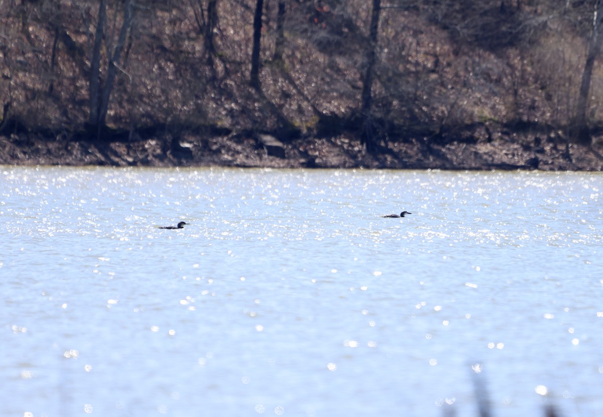 Common Loon - ML582404311