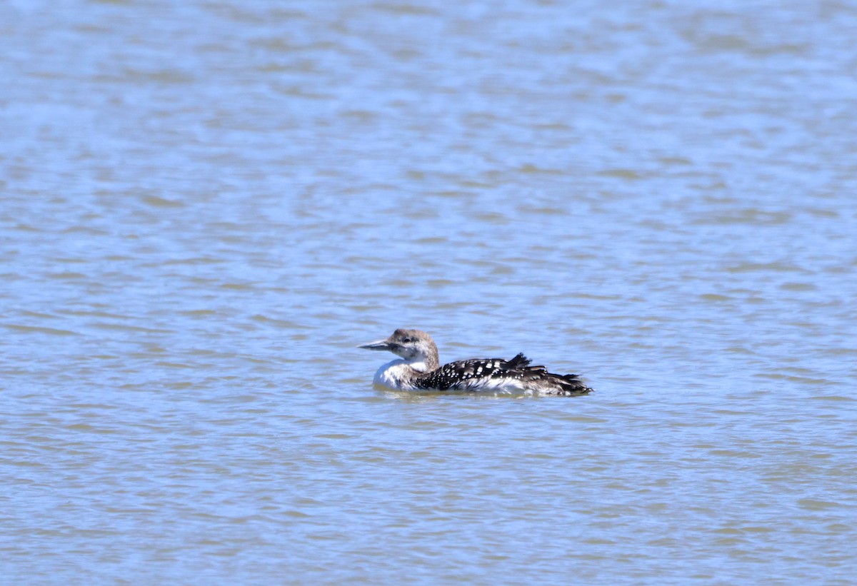 Common Loon - ML582404421