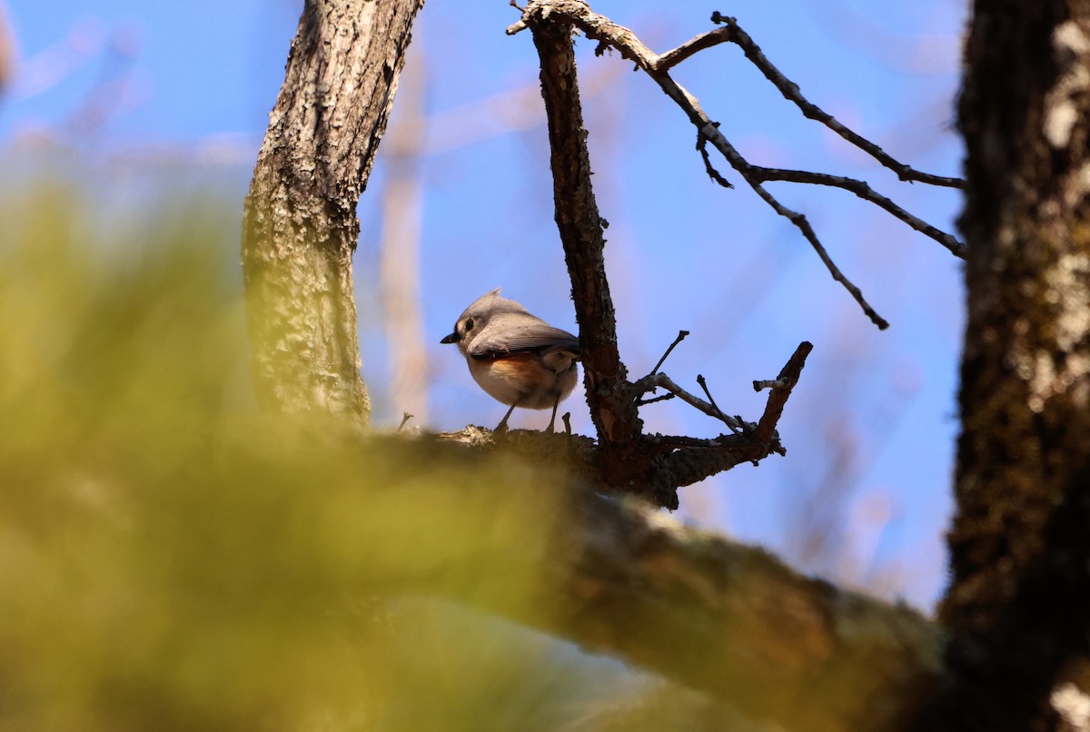 Tufted Titmouse - ML582404561