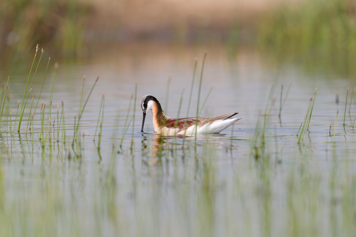 Wilson's Phalarope - Cameron Hunter