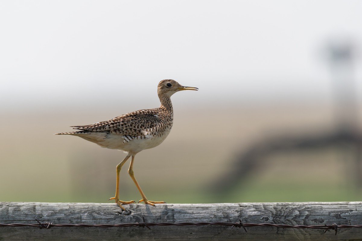 Upland Sandpiper - ML582404711