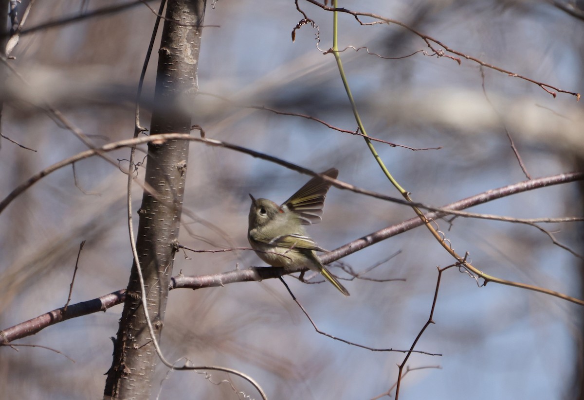 Ruby-crowned Kinglet - ML582404851