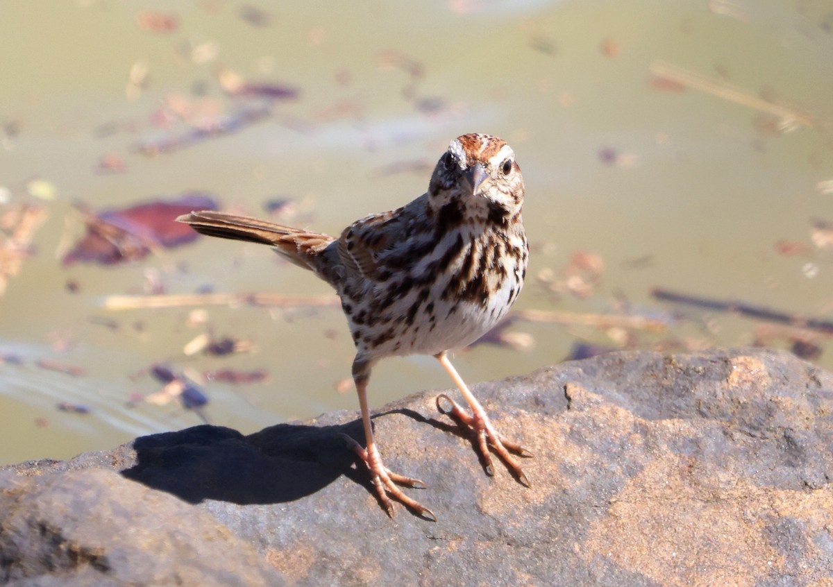 Song Sparrow - ML582404931