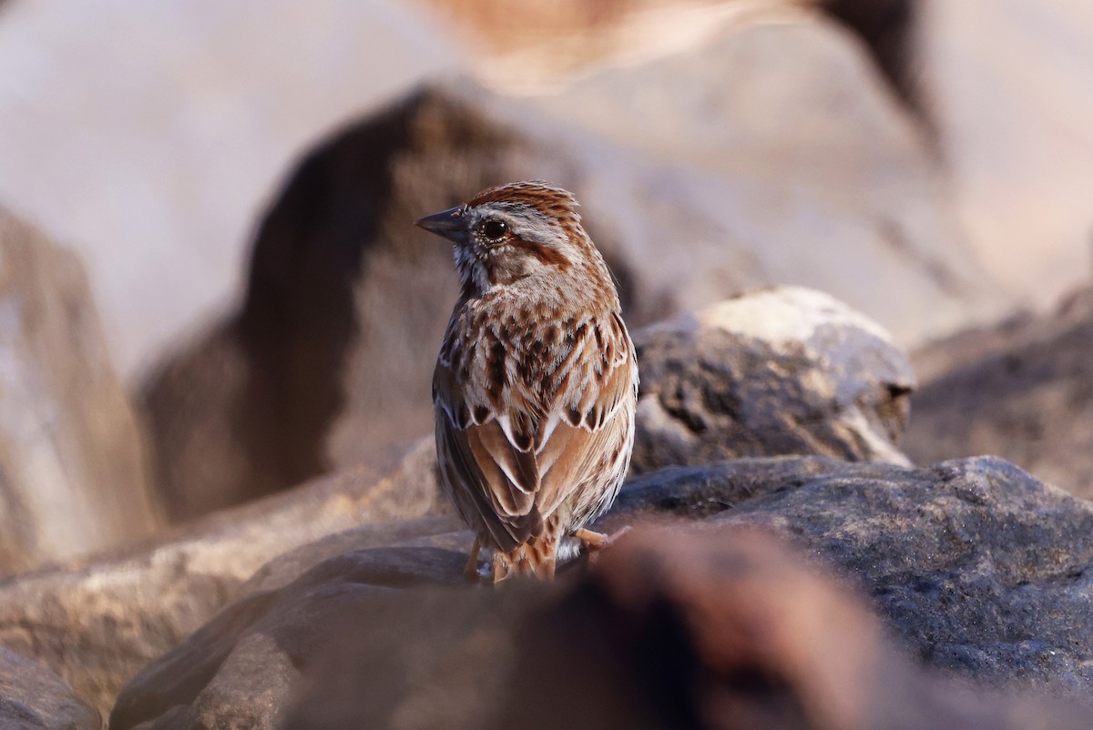 Song Sparrow - ML582404941