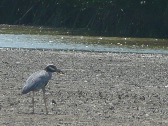 Yellow-crowned Night Heron - ML582406751