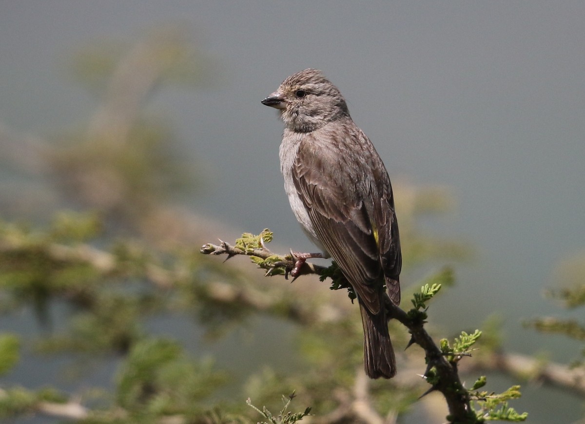 Yellow-rumped Serin - ML582407861