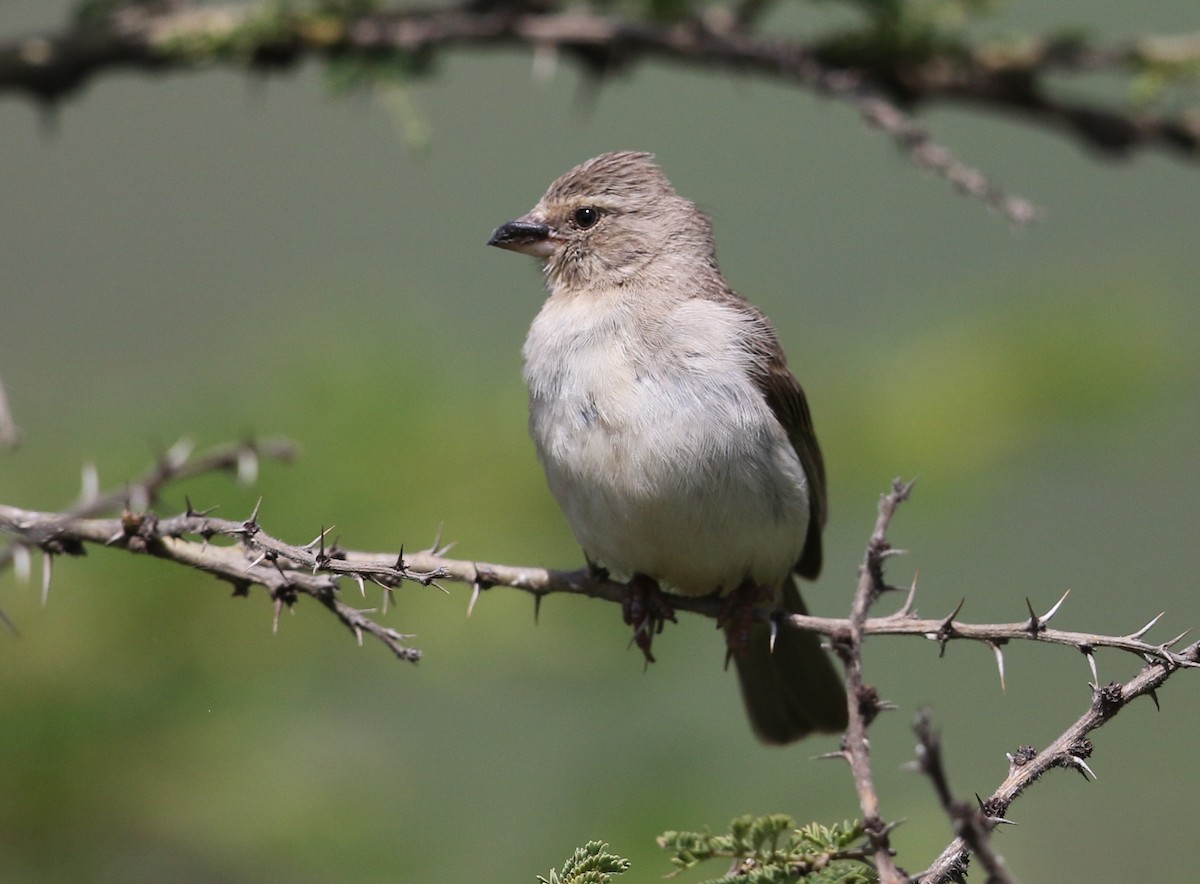 Yellow-rumped Serin - ML582407871