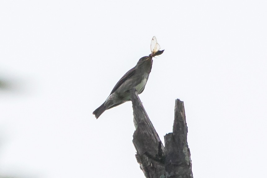 Olive-sided Flycatcher - ML58240801