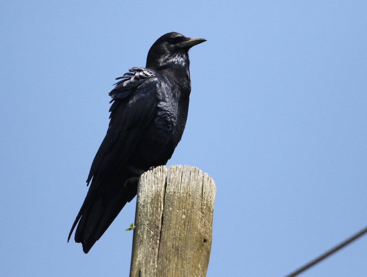 Somali Crow - ML582408031