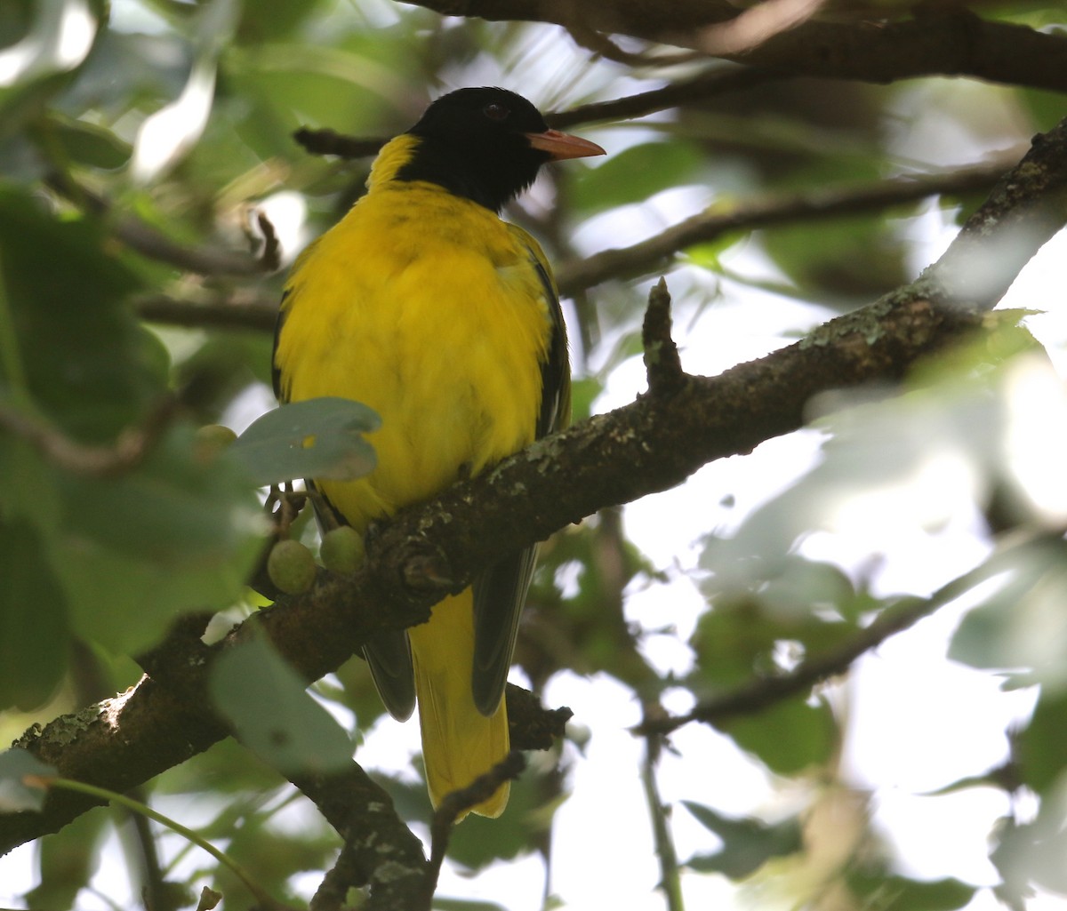 Ethiopian Black-headed Oriole - Michael Buckham