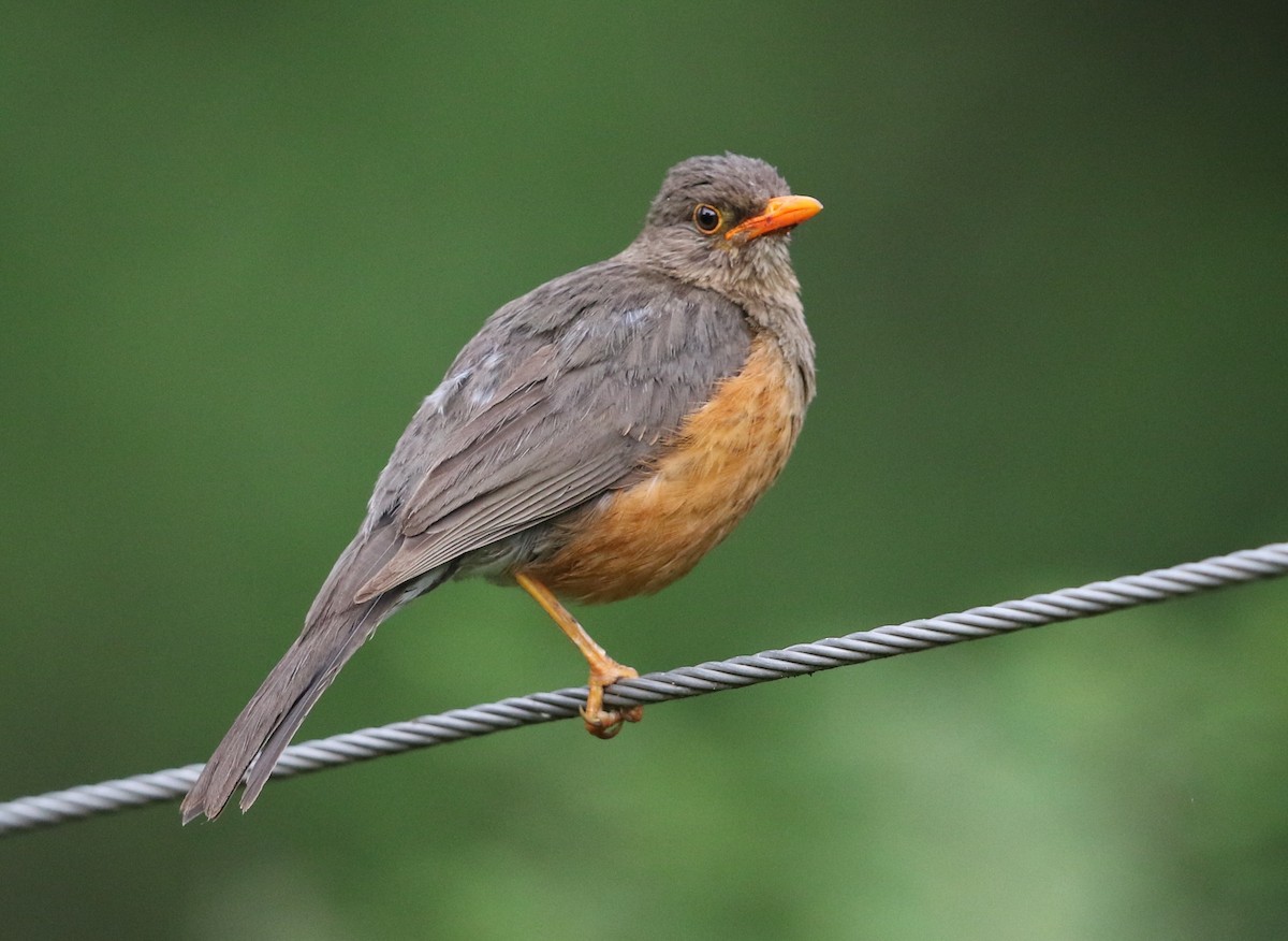 Abyssinian Thrush - ML582408901