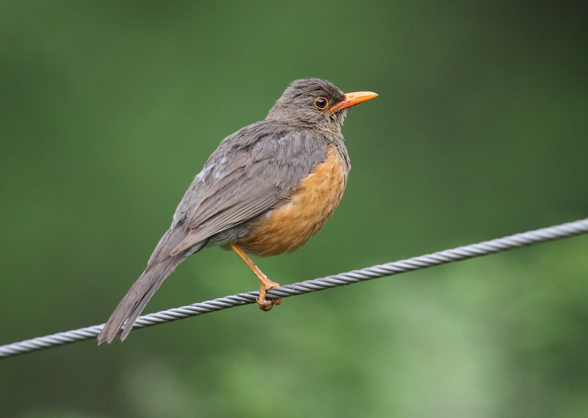 Abyssinian Thrush - Michael Buckham