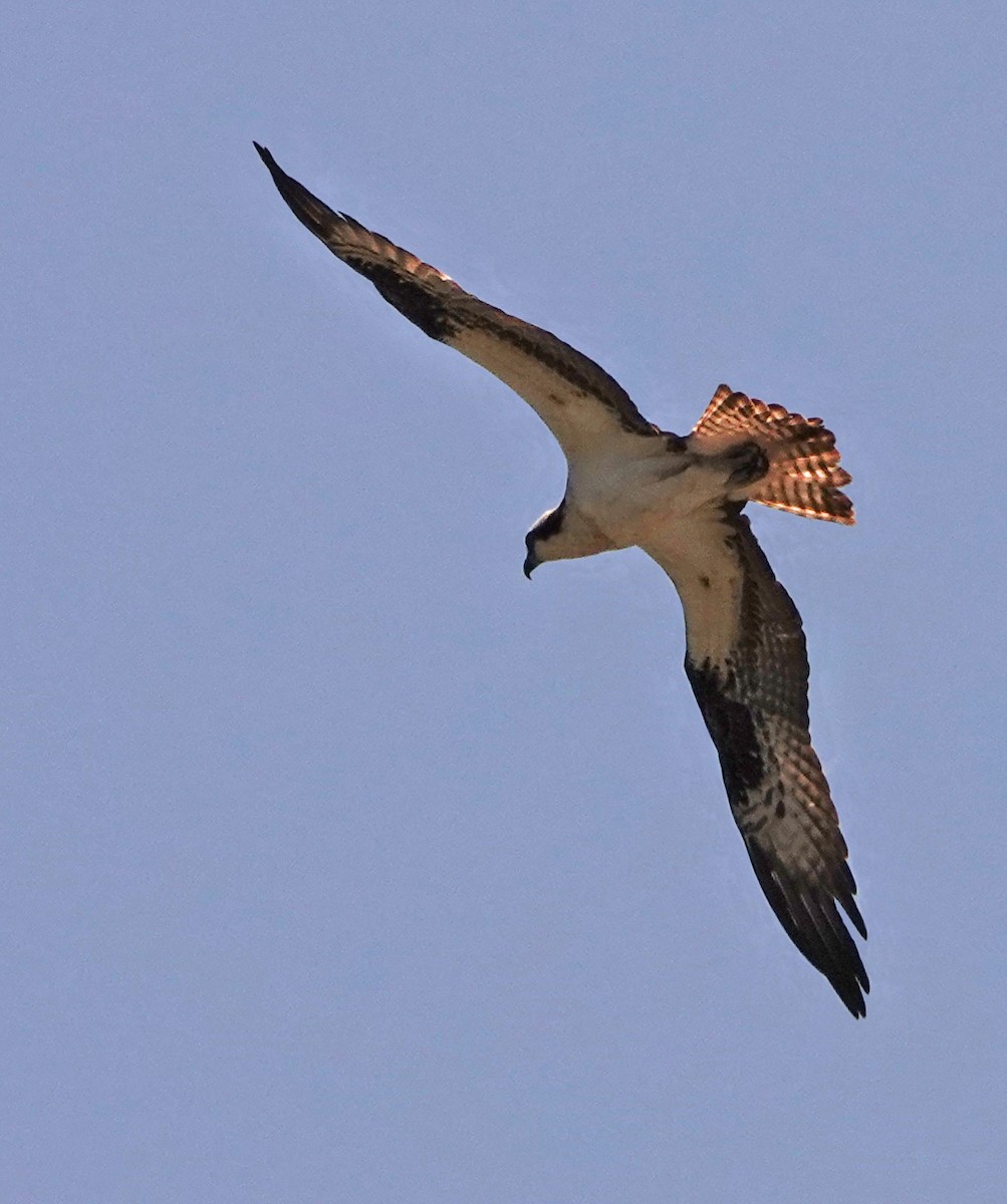 Águila Pescadora - ML582409781