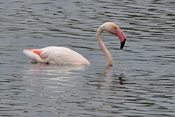 Greater Flamingo - ML582409831