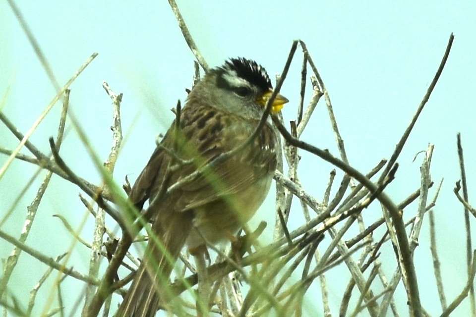 White-crowned Sparrow - ML582410131