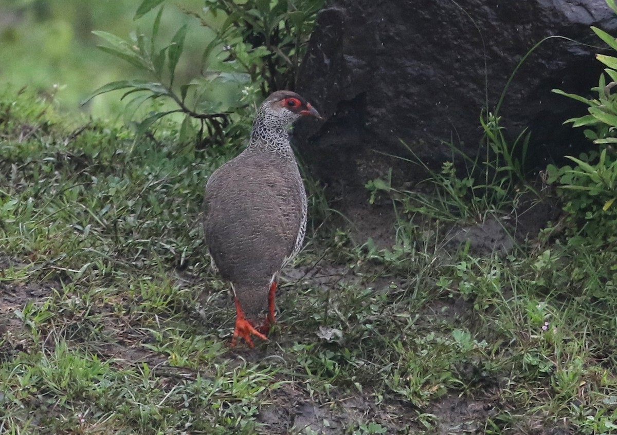 Harwood's Spurfowl - ML582410311