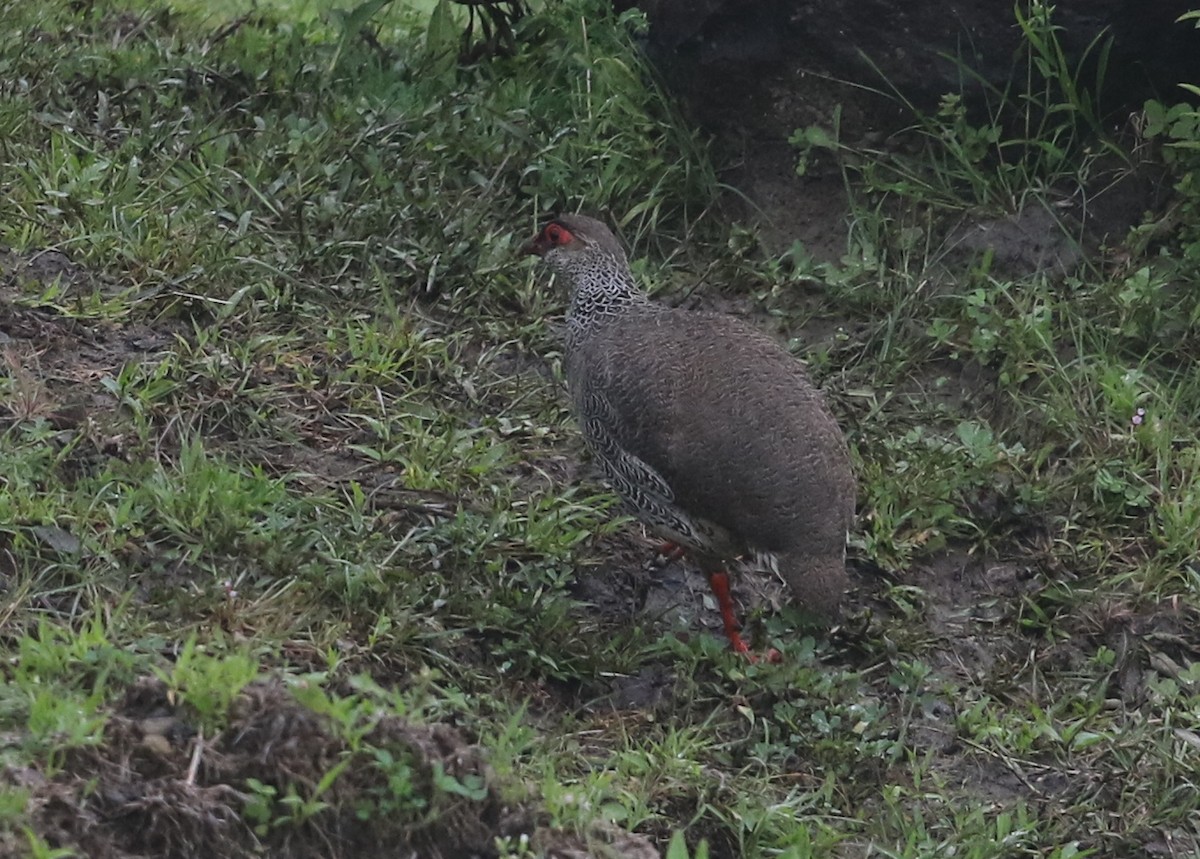 Harwood's Spurfowl - Michael Buckham